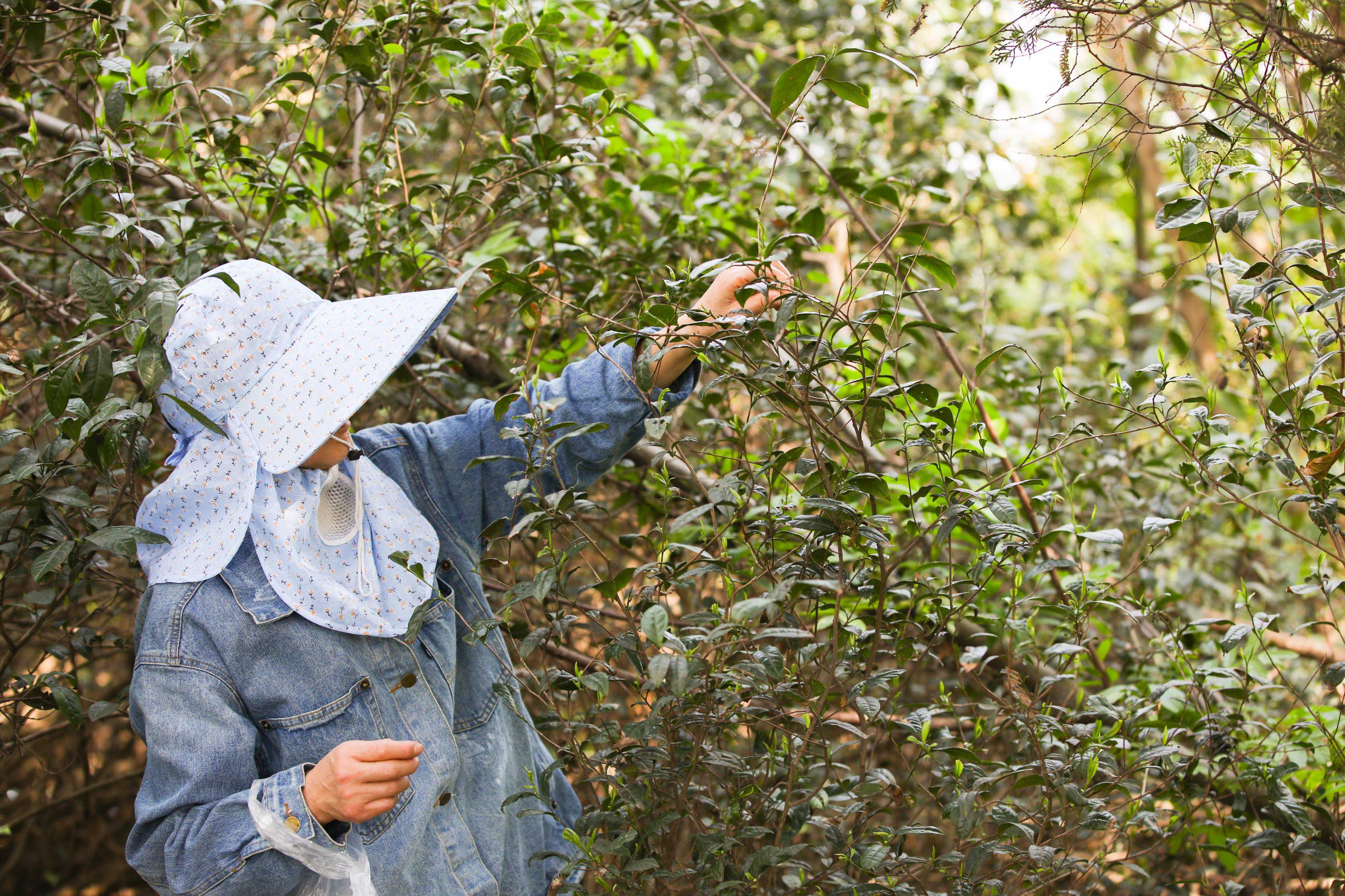 采摘“明前茶” 手工炒茶 每一叶都蕴含老一辈的深情