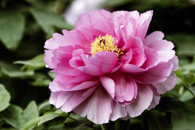 分享图片，一组美到极致的牡丹花