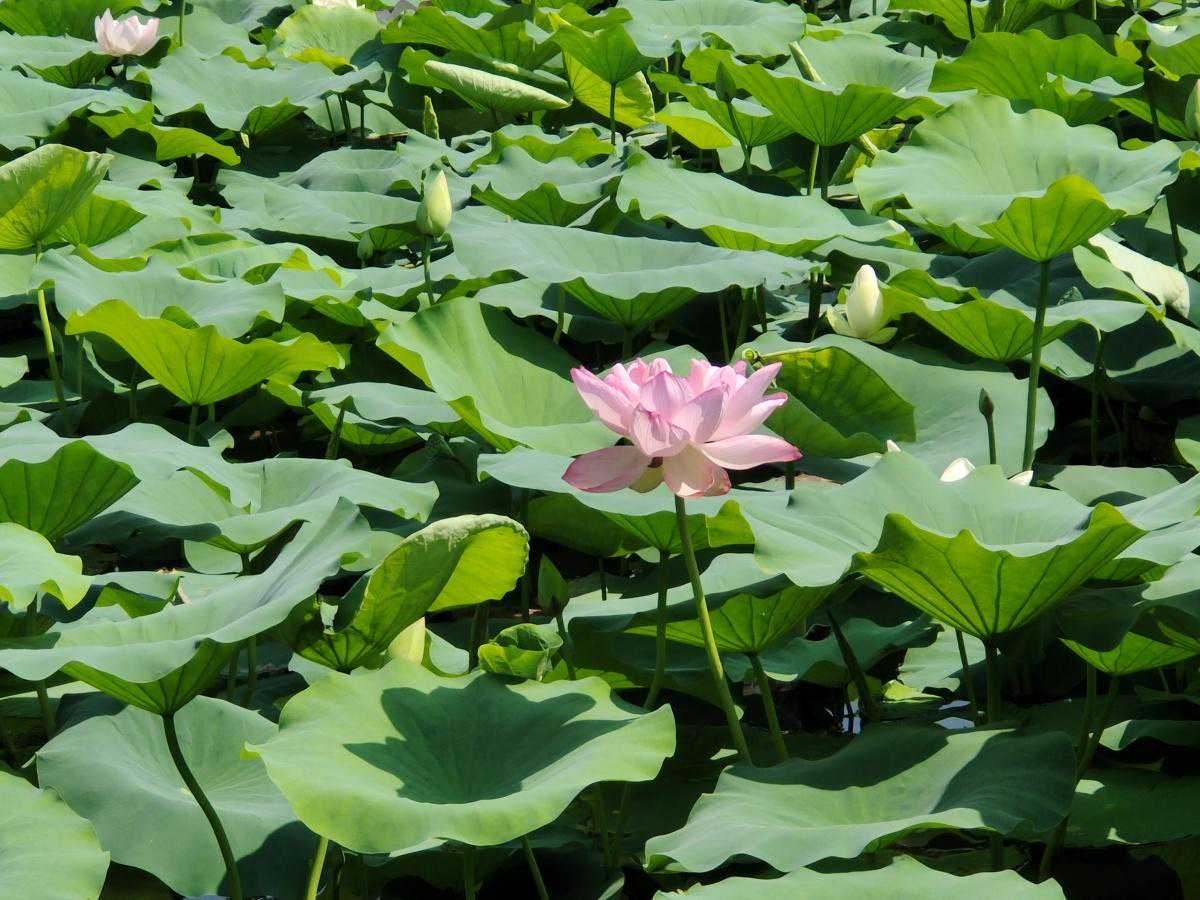 夏日荷花“莲莲看”河南自古可赏莲