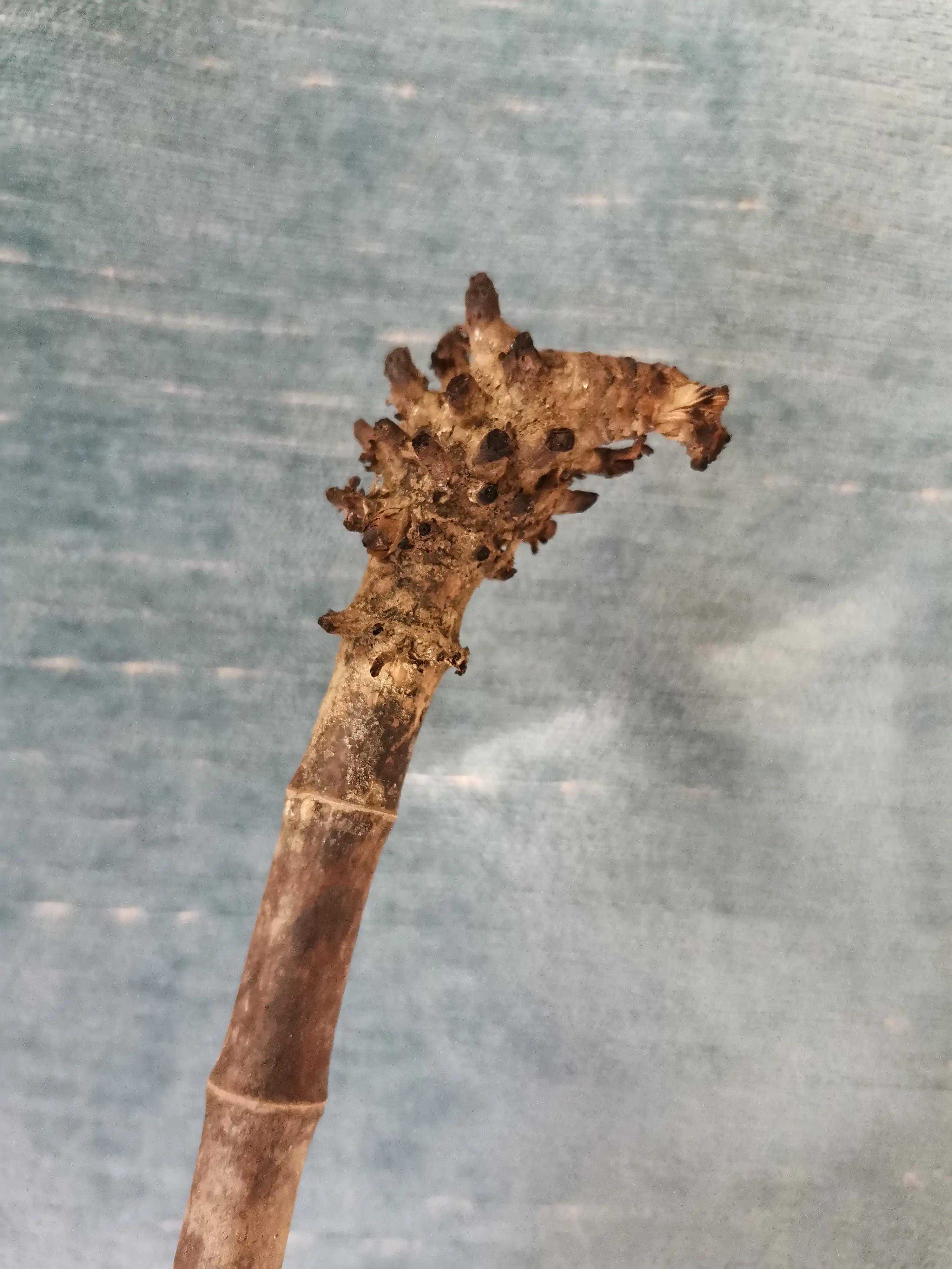 老王的手工生活第一篇——竹根烟嘴儿