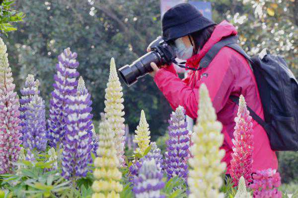鲁冰花原来长这样！合肥种了2万株！地址就在……