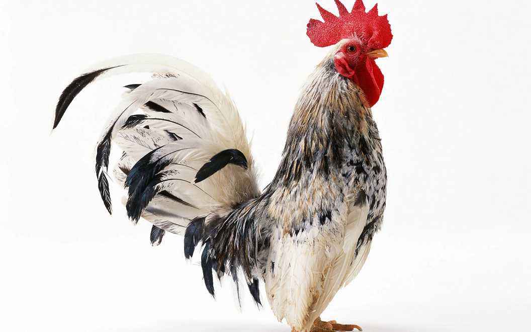 为什么历来都说鸡可以辟邪镇妖