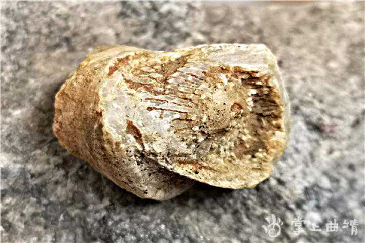 玉化的曲靖珊瑚化石