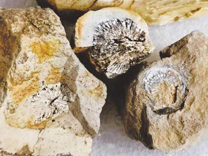 玉化的曲靖珊瑚化石