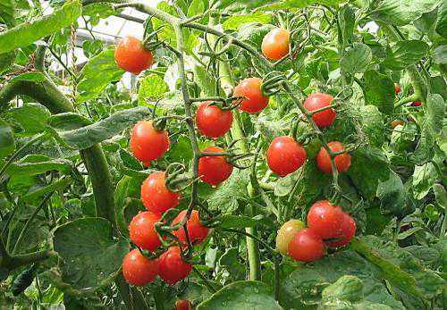 19种健脾补脾的食物，值得收藏