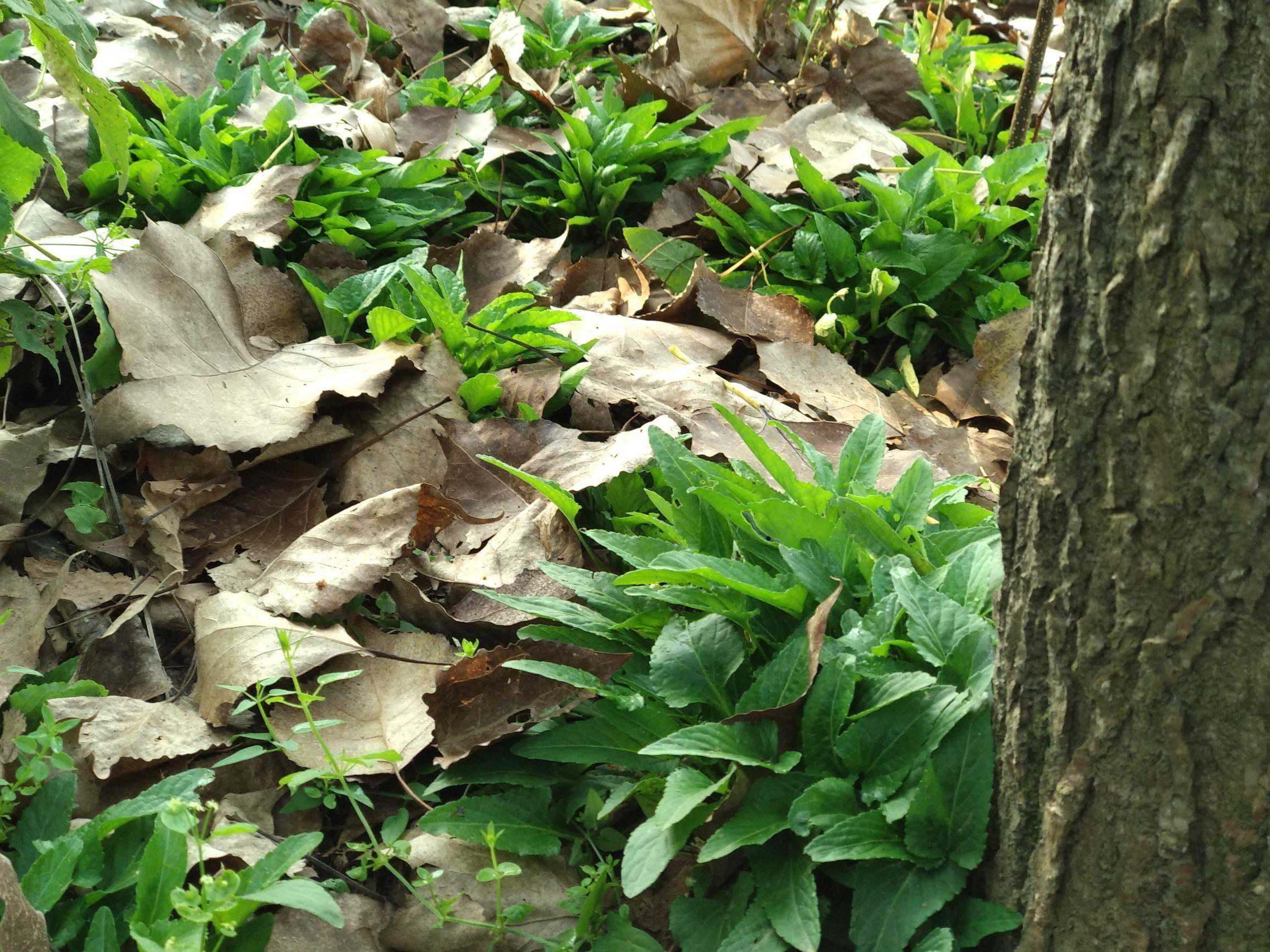 农村小小地丁草，清热解毒是个宝！快收藏吧