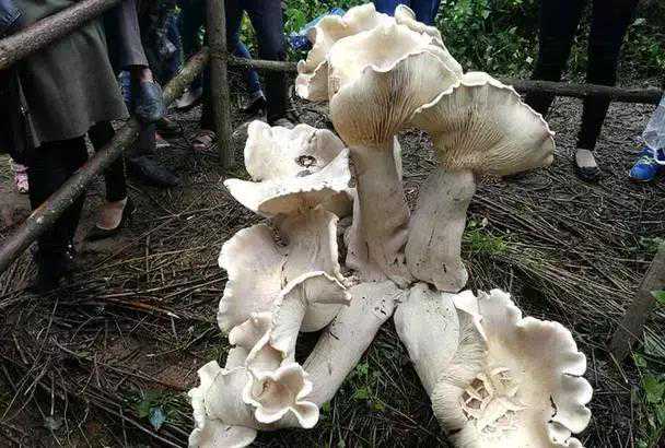 收藏！史上最全的松茸保存方法，其它蘑菇也适用！