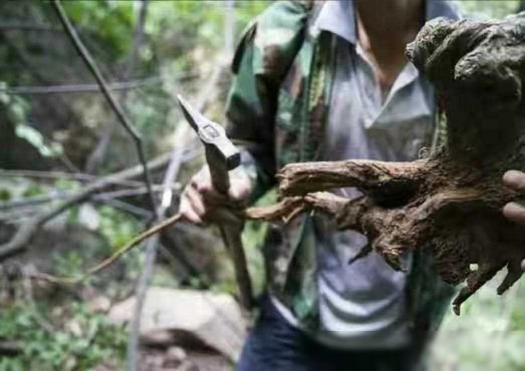 河南老农收藏崖柏，有人出几十万拒卖，如今后悔不已
