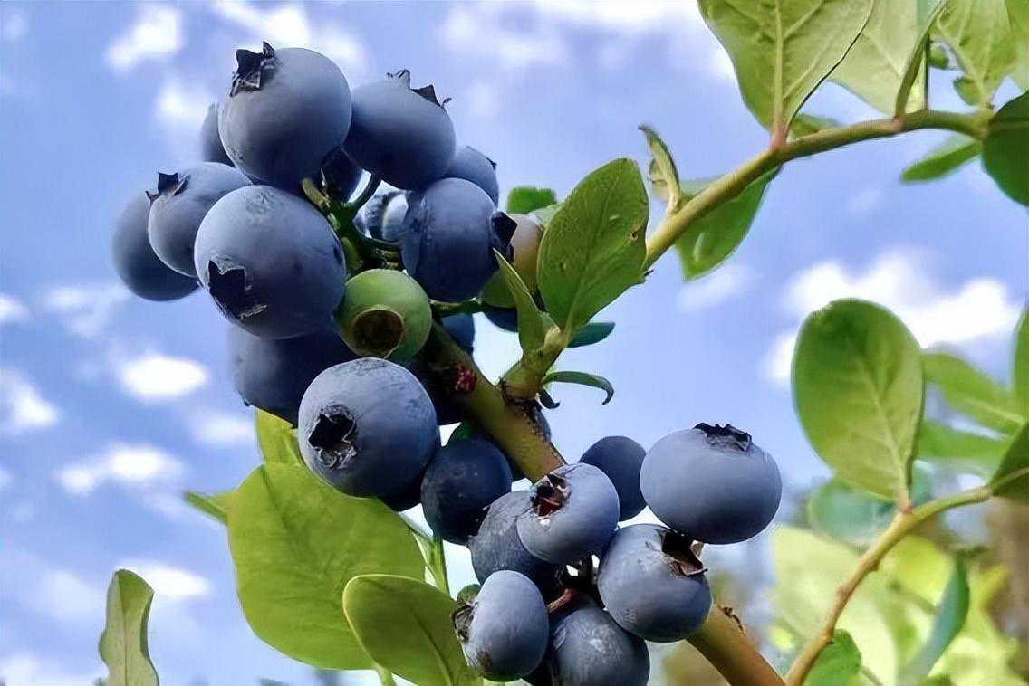 （建议转发收藏①）曲靖麒麟“五一”导游：越州蓝莓成熟了！个大、果鲜，爽爆味蕾，错过又要等一年……